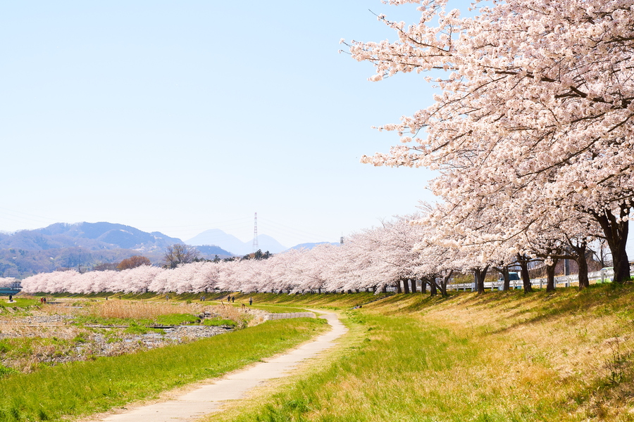 本庄市の桜の名所 こだま千本桜 ってどんなところ 小山川に沿ってどこまでも続く桜並木が絶景 群情色 ぐんじょういろ
