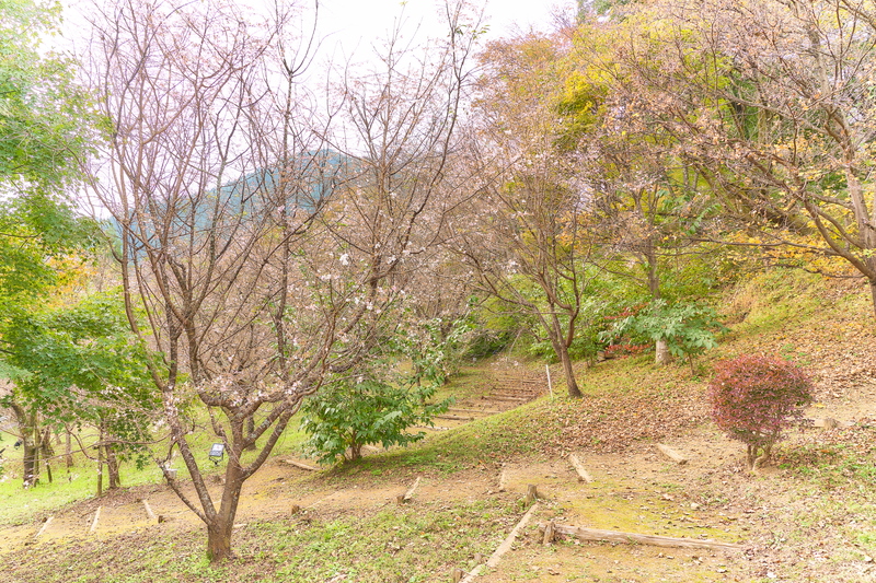 城峯公園 冬桜と紅葉 -埼玉県児玉郡神川町