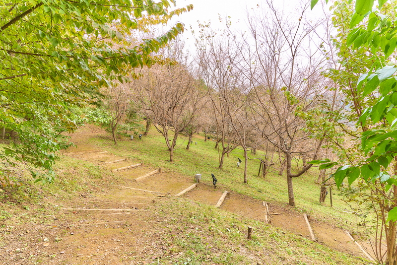 城峯公園 冬桜と紅葉 -埼玉県児玉郡神川町