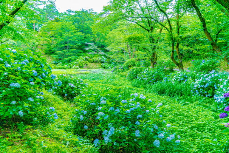 四季折々の花が咲く彩り豊かな湖でアジサイを愛でよう｜富岡観光「大塩湖」。
